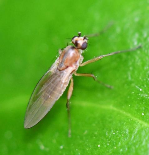 Réf. 284 852 : Lonchoptera lutea